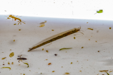 caddis fly larvae credit Alex Hillier (3).jpg